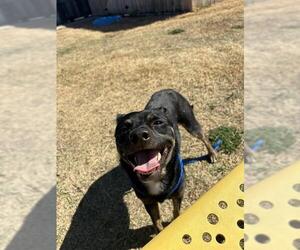 Chihuahua-Unknown Mix Dogs for adoption in Temple, TX, USA