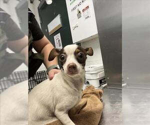 Chihuahua Dogs for adoption in Woodland, CA, USA