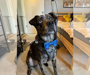 Catahoula Leopard Dog-Unknown Mix Dogs for adoption in Fort Collins, CO, USA