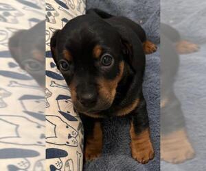 Dachshund-Unknown Mix Dogs for adoption in Los Angeles, CA, USA