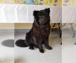 Chow Chow Dogs for adoption in Low Moor, VA, USA