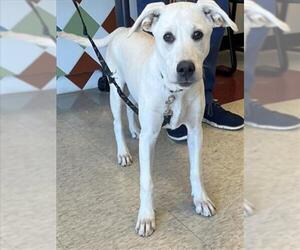 Labrador Retriever-Unknown Mix Dogs for adoption in Plano, TX, USA
