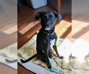 Unknown-Whippet Mix Dogs for adoption in Rustburg, VA, USA