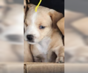 Chihuahua Dogs for adoption in Dana Point, CA, USA