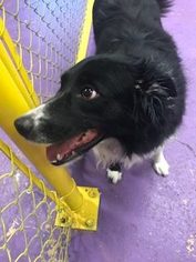 Border Collie Dogs for adoption in San Francisco, CA, USA