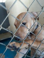 Labrador Retriever-Unknown Mix Dogs for adoption in Waycross, GA, USA