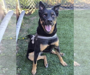 German Shepherd Dog-Unknown Mix Dogs for adoption in Lakewood, CO, USA