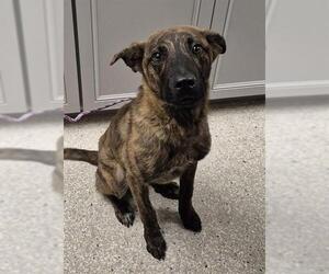 German Shepherd Dog-Unknown Mix Dogs for adoption in Lodi, CA, USA