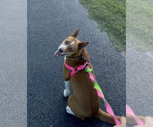 Mutt Dogs for adoption in Euless, TX, USA