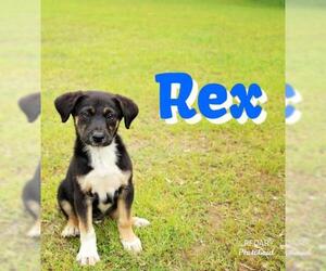 German Shepherd Dog-Unknown Mix Dogs for adoption in Redfield, AR, USA