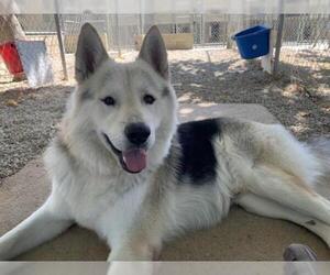 Alaskan Malamute-German Shepherd Dog Mix Dogs for adoption in Santa Clarita, CA, USA