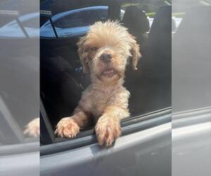 Lhasa Apso Dogs for adoption in Fort Lauderdale, FL, USA