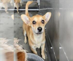 Chihuahua Dogs for adoption in San Bernardino, CA, USA
