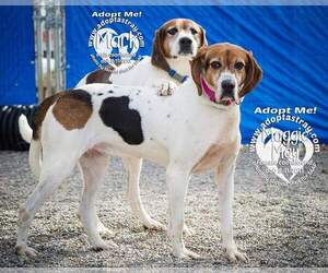 Coonhound-Unknown Mix Dogs for adoption in Newport, KY, USA