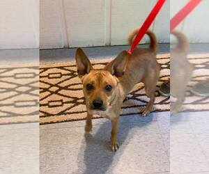 Mutt Dogs for adoption in Wilmington, NC, USA