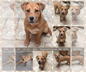 Catahoula Leopard Dog-Unknown Mix Dogs for adoption in Mesa, AZ, USA