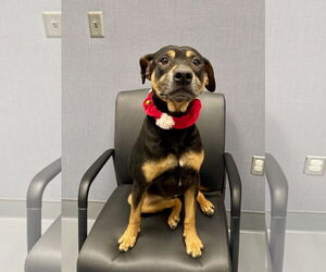 Rottweiler-Unknown Mix Dogs for adoption in Hilton Head, SC, USA