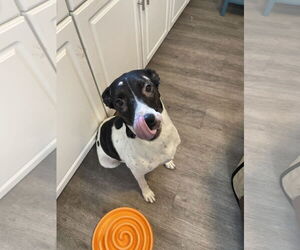 Boston Terrier-Unknown Mix Dogs for adoption in Holly Springs, NC, USA