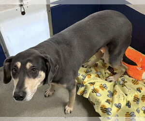 Mutt Dogs for adoption in Sterling, MA, USA