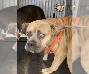 American Pit Bull Terrier Dogs for adoption in Bakersfield, CA, USA