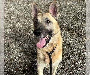 German Shepherd Dog Dogs for adoption in Palmetto, FL, USA
