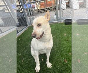 Mutt Dogs for adoption in Elmsford, NY, USA