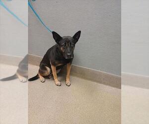 German Shorthaired Lab Dogs for adoption in Las Vegas, NV, USA