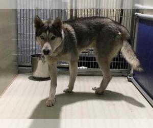 Siberian Husky Dogs for adoption in Bakersfield, CA, USA