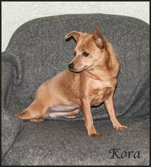 Chihuahua Dogs for adoption in Ada, OK, USA