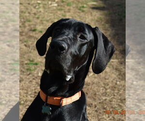Great Dane Dogs for adoption in Huntersville, NC, USA