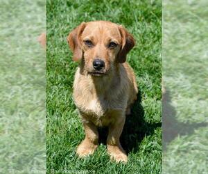 Daug Dogs for adoption in Hesperia, CA, USA