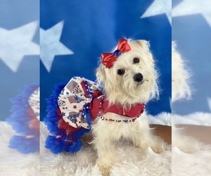 Maltese Dogs for adoption in Garland, TX, USA