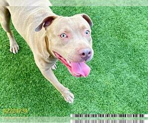 American Bulldog-Weimaraner Mix Dogs for adoption in West Palm Beach, FL, USA