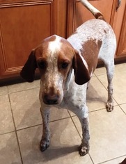 Treeing Walker Coonhound Dogs for adoption in DeLand, FL, USA