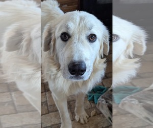 Great Pyrenees Dogs for adoption in Croydon, NH, USA