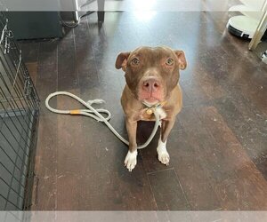 American Staffordshire Terrier-Labrador Retriever Mix Dogs for adoption in Decatur, GA, USA