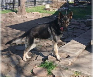German Shepherd Dog-Unknown Mix Dogs for adoption in San Antonio, TX, USA