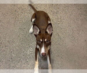 - Mix Dogs for adoption in Redwood City, CA, USA