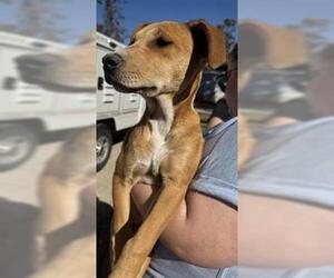 Labrador Retriever-Unknown Mix Dogs for adoption in Houston, TX, USA