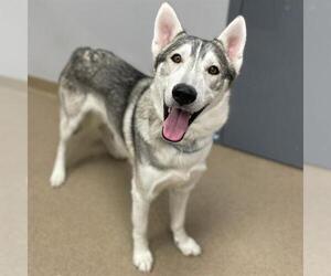 Siberian Husky Dogs for adoption in Aurora, CO, USA