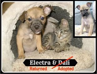 Chihuahua Dogs for adoption in Sautee Nacoochee, GA, USA