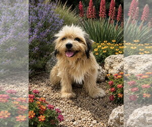 Shih Tzu-Unknown Mix Dogs for adoption in PIPE CREEK, TX, USA