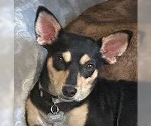 Rat Terrier-Unknown Mix Dogs for adoption in Oceanside, CA, USA