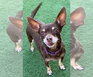 Chihuahua-Unknown Mix Dogs for adoption in San Leandro, CA, USA