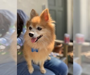 Pomeranian Dogs for adoption in Milpitas, CA, USA
