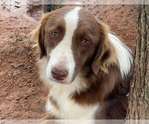 Australian Shepherd-Unknown Mix Dogs for adoption in Tabernash, CO, USA