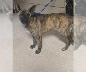 Dutch Shepherd -Unknown Mix Dogs for adoption in Conroe, TX, USA