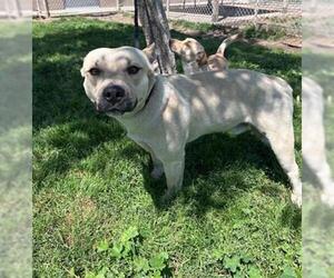 Labrador Retriever-Unknown Mix Dogs for adoption in Modesto, CA, USA