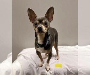 Chihuahua Dogs for adoption in St. Louis Park, MN, USA