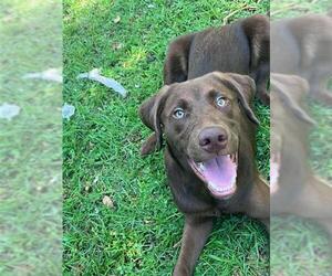 Labrador Retriever-Unknown Mix Dogs for adoption in Tallahassee, FL, USA